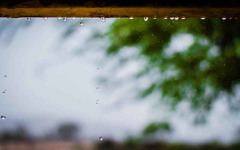 荔枝里的虫子是什么虫—荔枝如何避免出现虫子