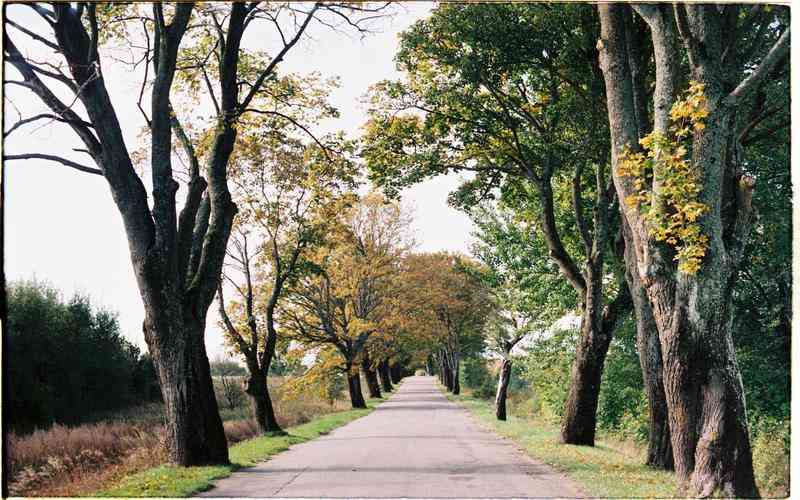 苹果里的种子能种吗 苹果籽能种成苹果树吗