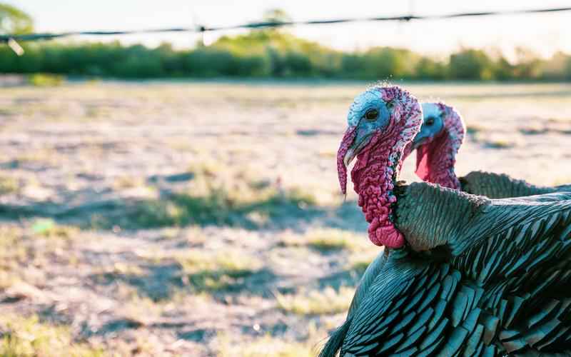 阴阳先生宝葫芦图片、召唤宝葫芦是什么电影